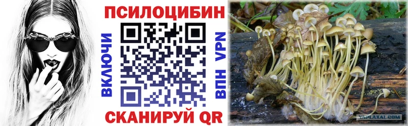 закладка  Канск  Галлюциногенные грибы Psilocybe 